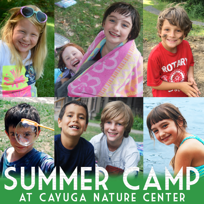 Cayuga Nature Center Summer Camp e-mail image