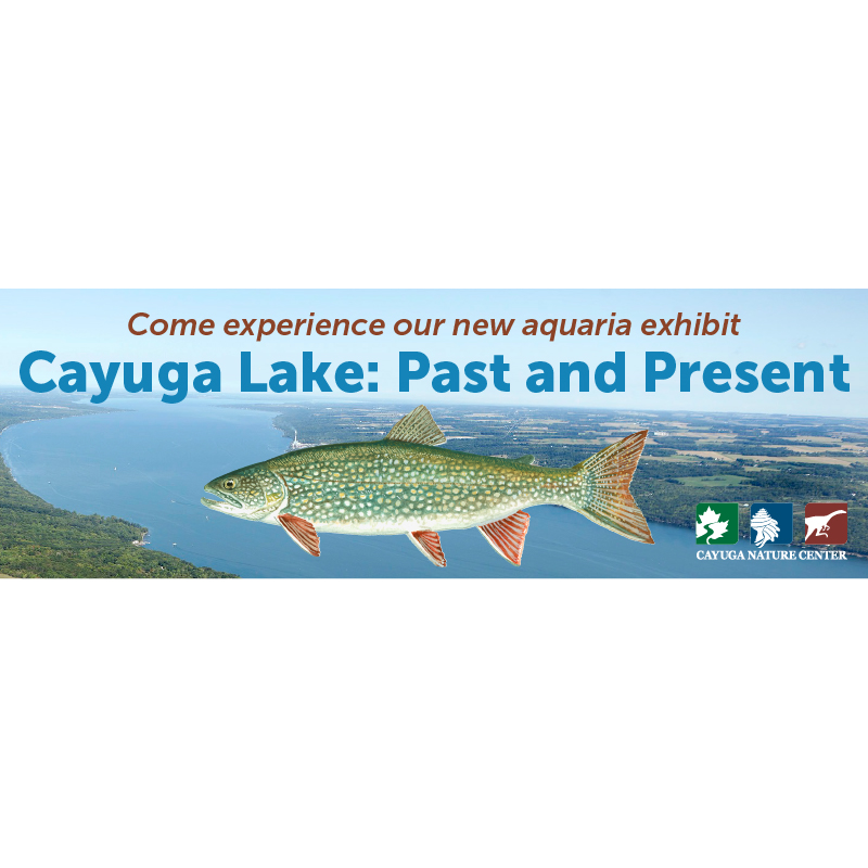 Cayuga Lake Past and Present website header