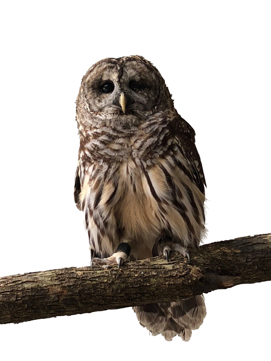 Owl with background removed